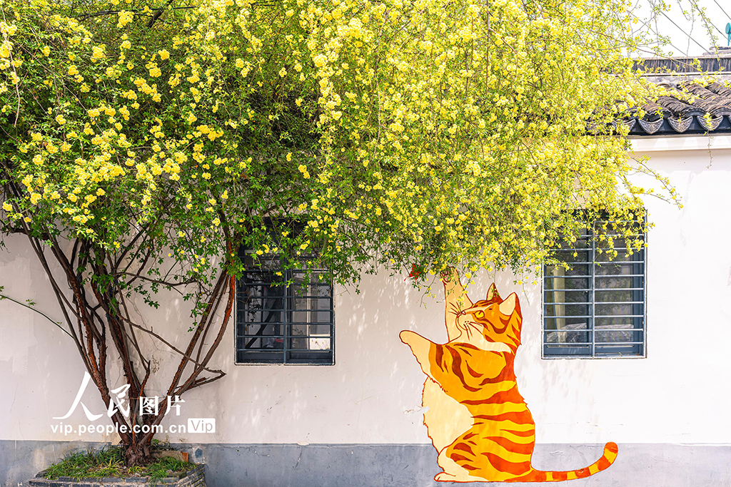 江苏苏州：木香花开