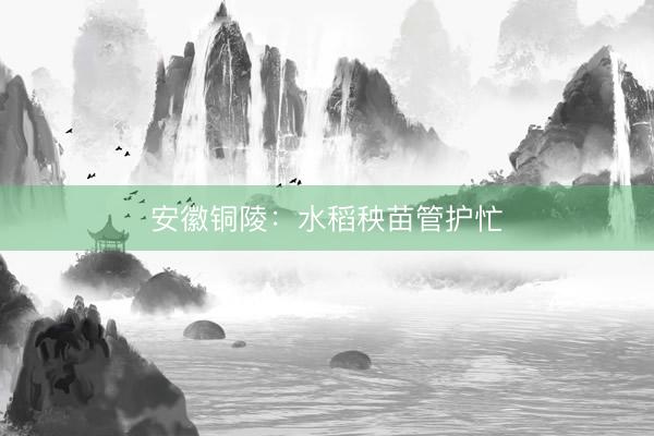 安徽铜陵：水稻秧苗管护忙